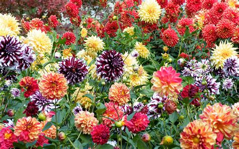 Images Flower Dahlias Many Flower Bud