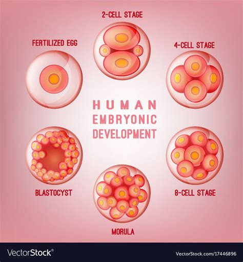 Embryo Development Image Human Fertilization Scheme The Phases Of Embryo Development In The