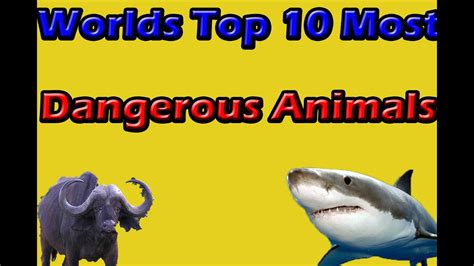 Worlds Top 10 Most Dangerous Animals Youtube