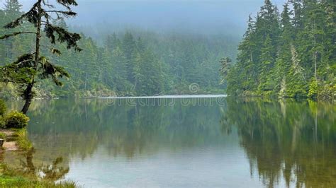 Reflections In Lake Marie Oregon Coastal Rain Forest Stock Image