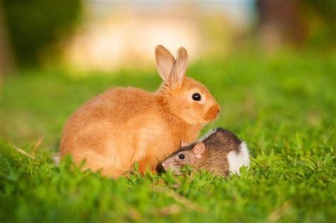 Are Rabbits And Rodents Related — Rabbit Care Tips