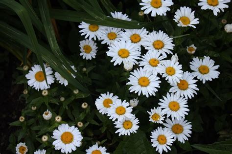 Gallery For Small White Flowers With Yellow Center