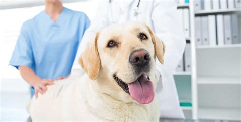 Ortho Dog Braces For Veterinary Clinics Ortho Dog
