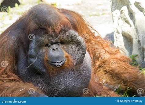 Image Of A Big Male Orangutan Orange Monkey Stock Image Image Of