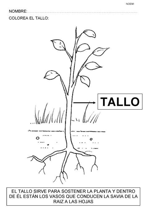 Unidad Didáctica Las Plantas Sus Partes Su Crecimiento Estudia Las