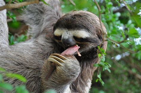 Cute Sloth Funny Picture Hd Wallpaper Animal Funny Photos Sloth Funny