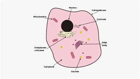 All animals and plants are made up of cells. Microscope Labelled Diagram Gcse - Micropedia