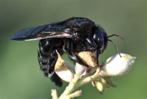 Carpenter Bee Xylocopa Sonorina Bugguidenet