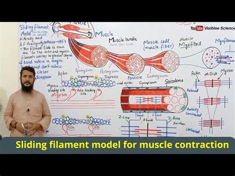 Sliding Filament Model Muscle Contraction Sliding Filament Model Class Youtube