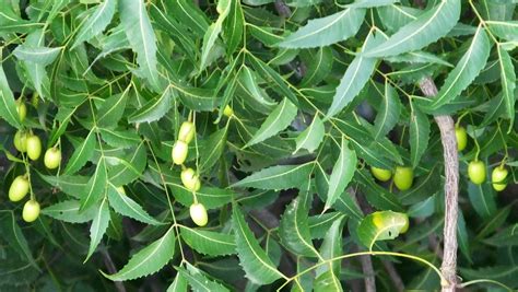 Neem And Neem Oil Uses As Pesticide And Larvicide