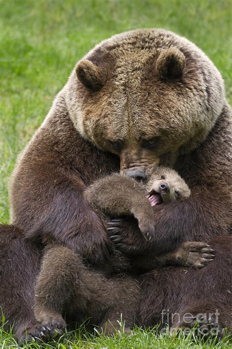 Mother Bear Cuddling Cub Photograph By Arterra Picture Library Fine Art America