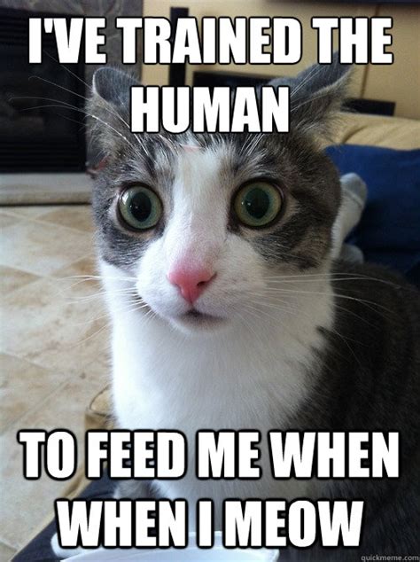 Ive Trained The Human To Feed Me When When I Meow Sudden Clarity Cat