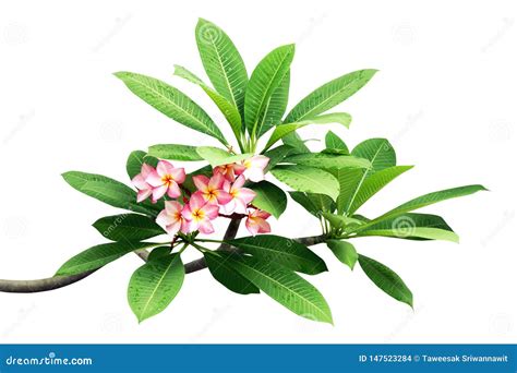 Plumeria Tree Branches With Leaves And Pink Flowers Isolated On White