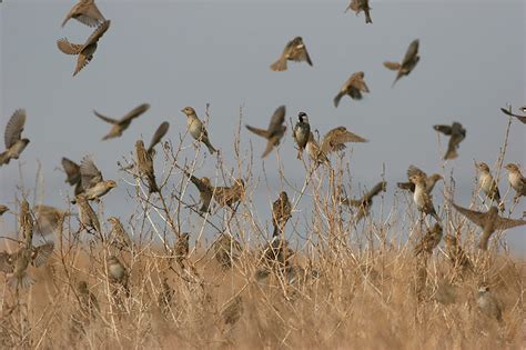 This chapter contains the middle portion of the sermon on the mount, including the lord's prayer. How Many Birds are You Worth? - Soul Shepherding