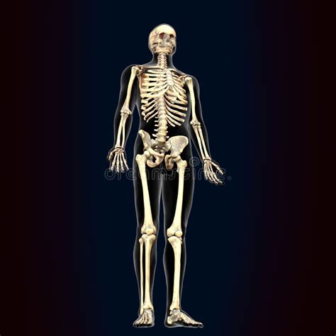 3d Illustration Of Human Body Skeleton Anatomy Stock Illustration