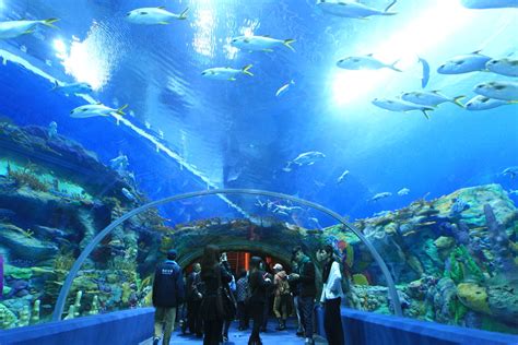 Chimelong Ocean Kingdom Worlds Largest Aquarium Opens In China