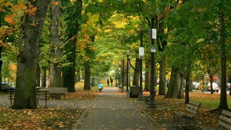 Applying Local Research To Equitable Urban Forest