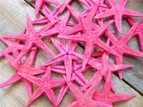 Pink Starfish Dyed Starfish Small Colorful Starfish