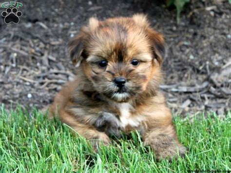 51 Best Shorkie Vs Morkie Images On Pinterest Little Dogs Doggies