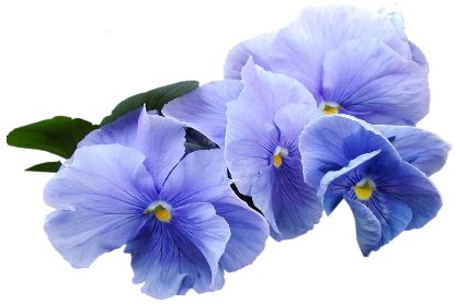 Blue Violet Flower PNG Clipart | Blue flower png, Violet flower, Flower graphic design