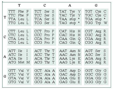 Amino Acid Sequence Chart Mrna Strategyjuli