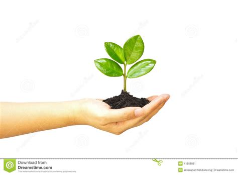 Find market predictions, crsr financials and market technicals and fundamentals can work well together for this one. Tres Growing On Coins Stock Photo - Image: 41858861