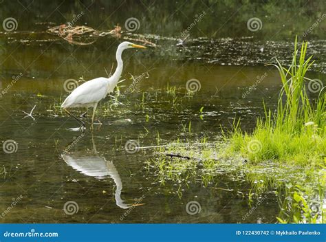Great Egret Ardea Alba A Large White Bird That Preys On Water Stock