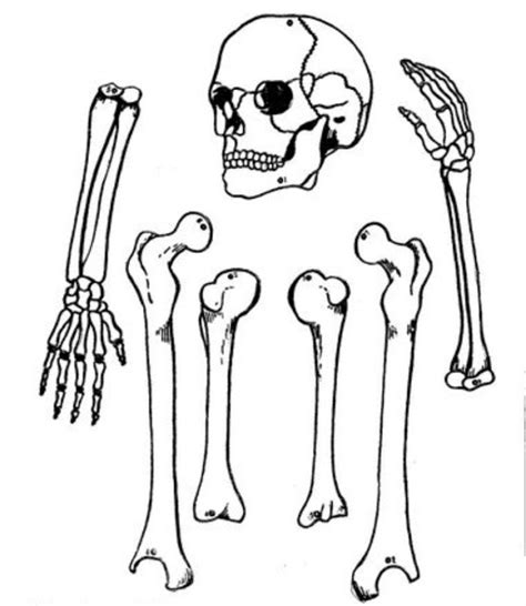 Desenho De Partes Do Esqueleto Humano Para Colorir Tudodesenhos