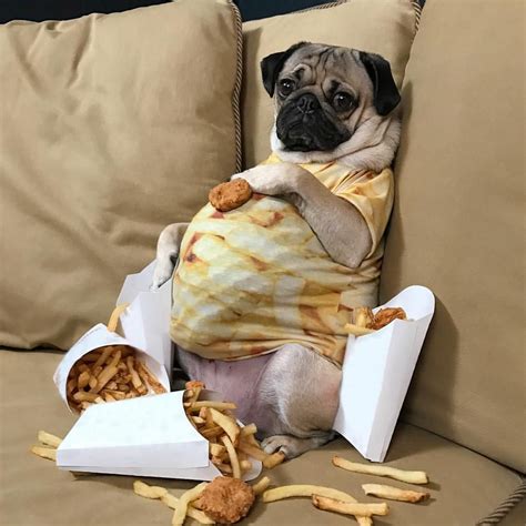 When People Think Your Pregnant But Its Just A Food Baby Doug Pugs