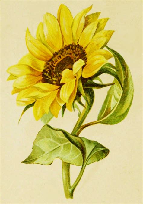 Sunflower Drawing from George Routledge & Sons and ... Understand how to use tone and shading to make the sunflower three.