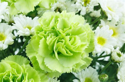 10 Naturally Green Flowers Floraqueen