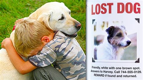 Top 10 Lost Dogs Found And Reunited With Owners Youtube