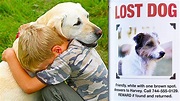 Top 10 LOST DOGS FOUND & Reunited With Owners! - YouTube