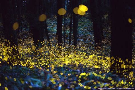 Fireflies Long Exposure Photos Long Exposure Photography Photography Photos Firefly