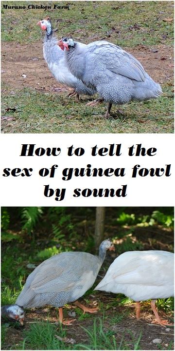 How To Tell The Sex Of Guinea Fowl By Sound It S Really Easy Murano Chicken Farm