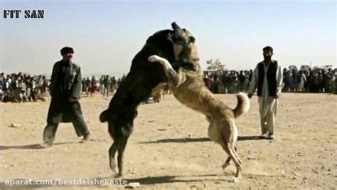 وحشی ترین سگ ها بین قدرجونی ، افغان و سرابی کدام است