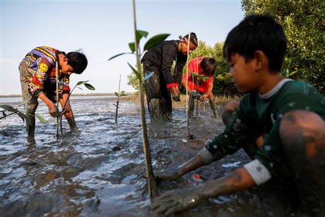 Why Are Mangroves Important To The Environment World Economic Forum