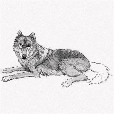 Wolf Lying Down Drawing