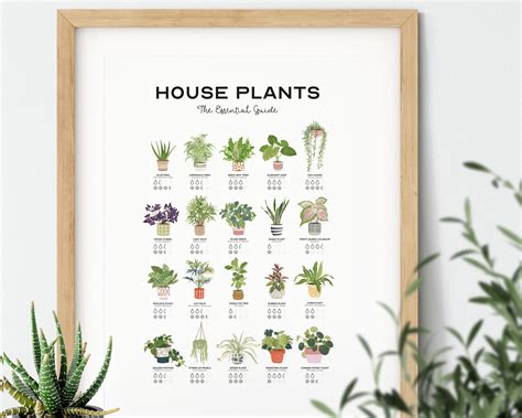Indoor Plant Guide House Plants Poster Houseplants Print Etsy