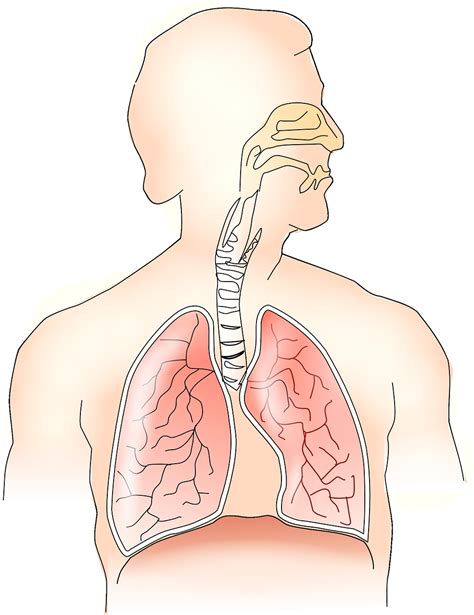 Importancia Del Sistema Respiratorio Humano Cuerpo Humano Kulturaupice