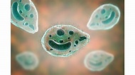 Protozoa: Pengertian,Klasifikasi, Penggolongan dan Ciri-cirinya ...