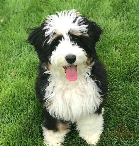 Bernedoodle puppies for sale your search returned the following puppies for sale. Miniature, Micro Mini, and Australian Bernedoodle Puppies ...