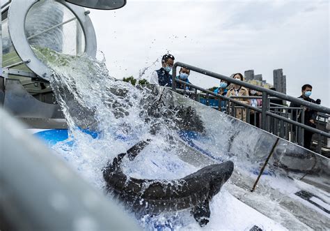 10000 Chinese Sturgeons Released Into Yangtze River Cgtn