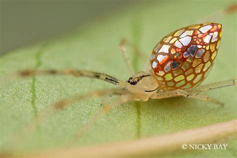 These Are The Most Exquisitely Weird Spiders You Will Ever See Wired