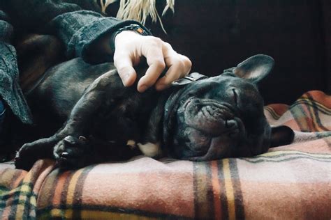 The french bulldog is a small sized domestic breed that was an outcome of crossing the ancestors of bulldog brought over from england with the local ratters of france. Is the French Bulldog hypoallergenic?