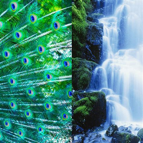 Peacock Waterfall Themeappstore For Android