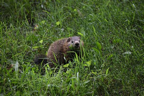 Groundhogs Information Trutech Wildlife Removal