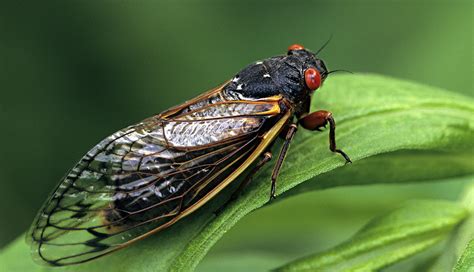 Billions Of Cicadas Set To Invade The Eastern Us