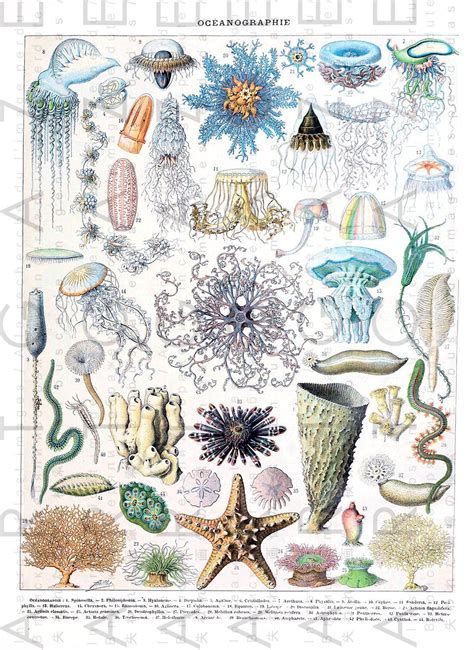 Oceanography Chart Sea Life Illustrations Vintage
