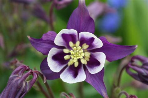 I have quite a few in vases: Columbine Flower Part 3 - We Need Fun